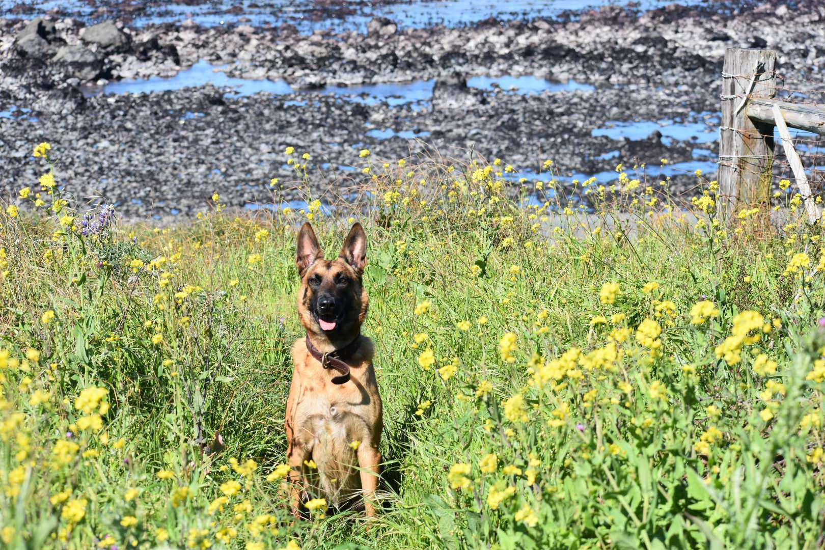 Canine Training Services
