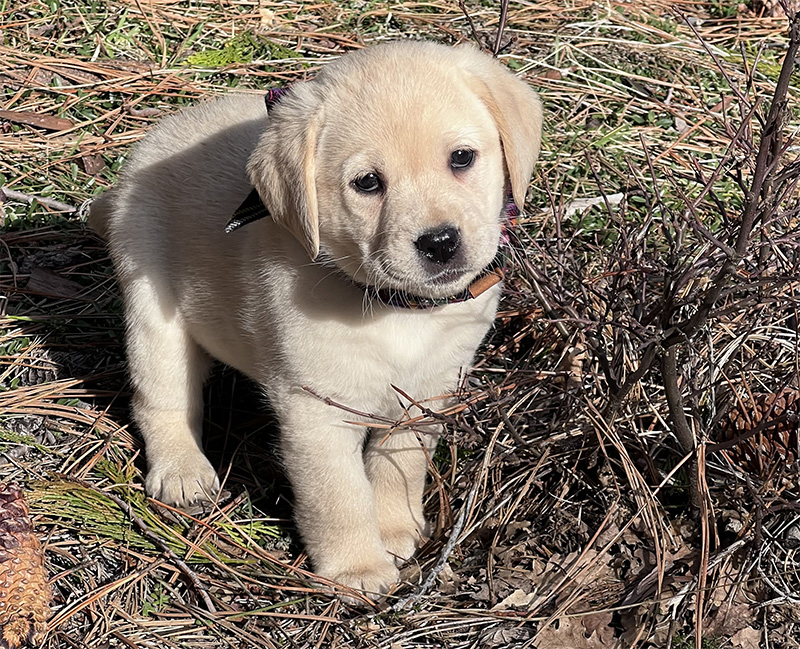 Choosing the right dog