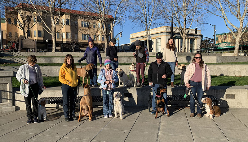 Canine Training Services